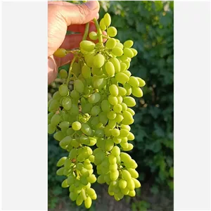 غوره غوره شور بطری یک کیلویی