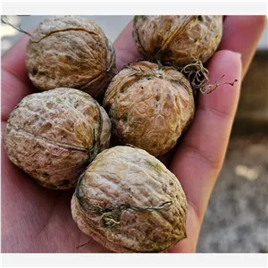 گردو مغز سفید 5 کیلو