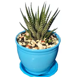 گیاه طبیعی کاکتوس هاورتیا گورخری مدل 22