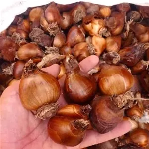 بذر(پیاز) گل نرگس رقم شهلا