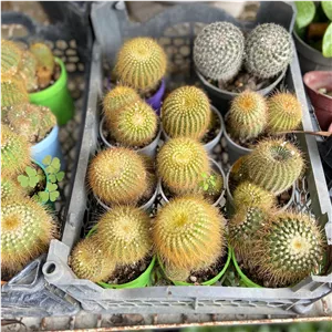 کاکتوس اچینو با گلدان رنگی