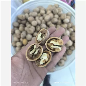 گردو پوست کاغذی درصد مغز بالا