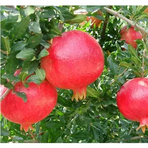 میوه انار 