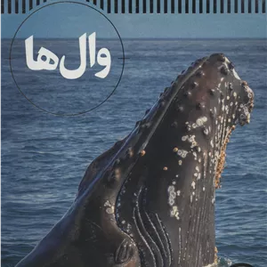 وال ها