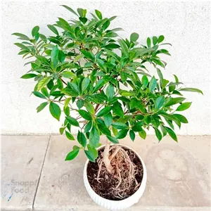 بنسای فیکوس رتوزا 3
