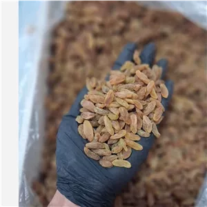 کشمش ارگانیک بدون دود و مواد شیمیایی کشمش کاشمر اصل