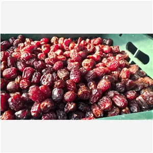 خرما مرداسنگ پیچیده عمده 