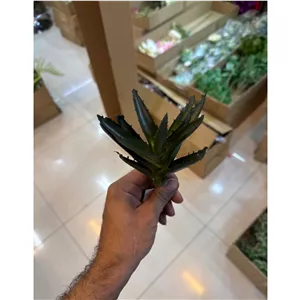 گیاه کاکتوس آلوئه ورا
