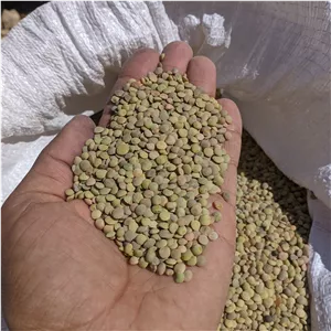 عدس محلی ریز تازه زودپز ارگانیک درجه یک (کیلویی 195 000 )(فروش عمده می باشد)