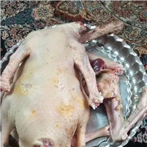 بوقلمون جنگلی