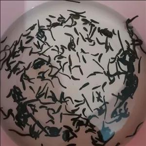 زالو پرورشی ارایشی با گیرایی بالا( 50 عدد در هر  بسته )