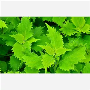 گل حسن یوسف wasabi تایلندی گلدان 14