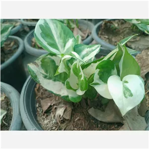 گل زیبای پوتوس ارتشی .