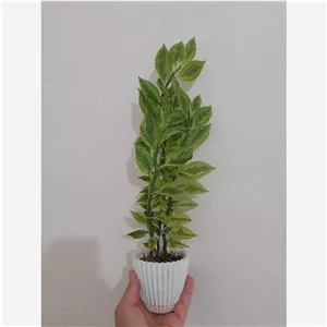 گل آپارتمانی پدیلانتوس ابلق
