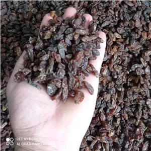 کشمش آفتابی آبگیری سمپل 