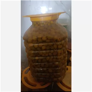 زیتون بی هسته