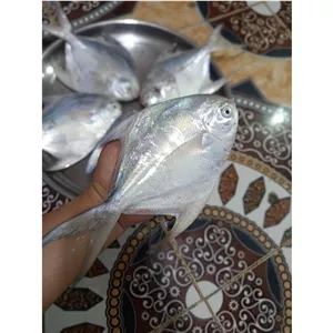 ماهی حلوا سفید سایز متوسط200تا250 گرم