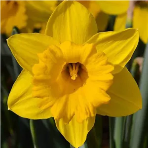 پیاز گل نرگس هلندی رقم daffodil Carlton