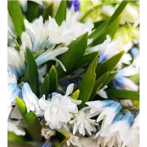 پیاز گل اسکیلا (یک عدد)