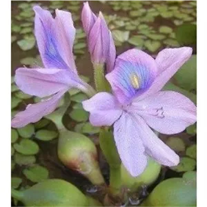پیاز گل سنبل آبی