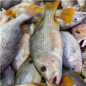 ماهی سرخو محلی 3 کیلوگرم سفارشتو خودت ترکیب کن