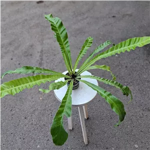 گیاهان آپارتمانی سرخس لانه پرنده 