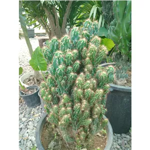 گل زیبای کاکتوس صخره ای 6 عدد