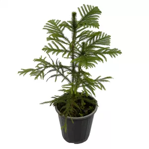 گیاه طبیعی کاج مطبق