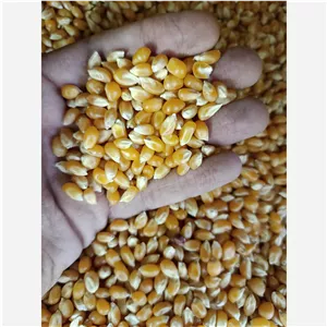 ذرت آمریکایی دونه درشت کوشا 