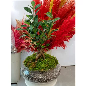 بنسای جنسینگ گلدان تراریوم