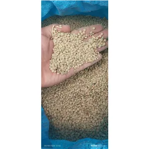 عدس درجه یک الیگودرز زیر قیمت خرید از کشاورز 