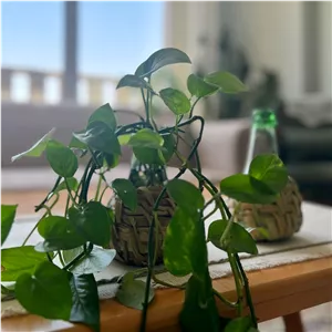 گلدان شیشه ای