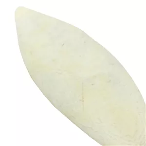 کف دریا