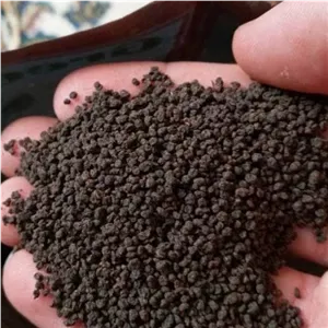 چای کله مورچه هندوستان سوفیا