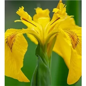 پیاز زنبق هلندی (یک عدد)