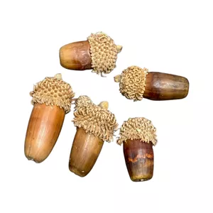 بلوط خشک 5 عددی