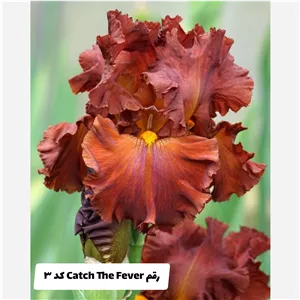زنبق هلندی گل درشت ریزوم دار رقم Catch The Fever