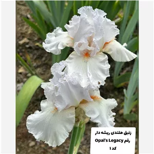 زنبق هلندی گل درشت کمیاب ریشه دار رقم Opals Legacy