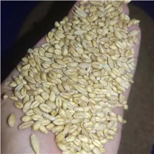 دانه گندم 