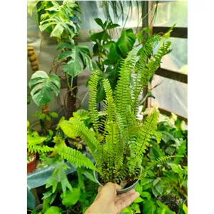 گل و گیاه سرخس (پس کرایه)