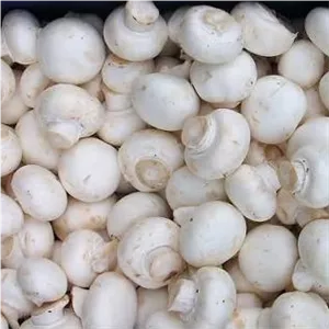 قارچ دکمه2کیلویی