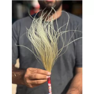 گل ریش بابا رنگ کرم