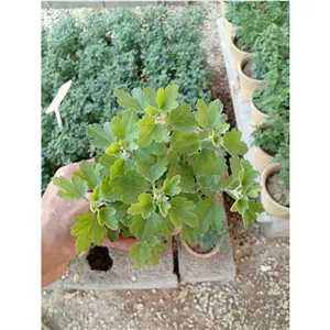 گل داوودی