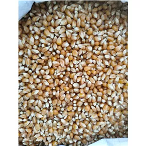 ذرت خشک درجه یک 