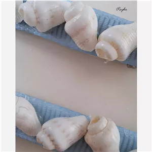 گیره جفتی صدفی، گیره انبری ، 