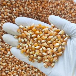 ذرت مخصوص پاپ کورن درجه یک 400 گرمی 