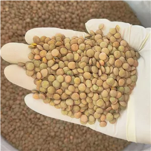 عدس پلویی درجه یک پاک کرده 250 گرمی 