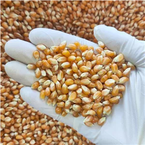 ذرت مخصوص پاپ کورن درجه یک 800 گرمی 