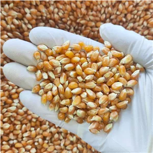 ذرت مخصوص پاپ کورن درجه یک 200 گرمی 