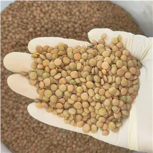 عدس پلویی درجه یک پاک کرده 500 گرمی 